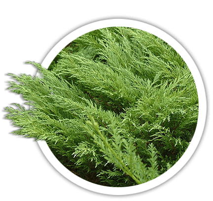 Можжевельник казацкий / Juníperus sabína